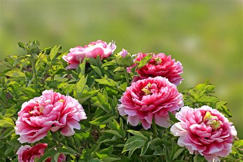 牡丹花风水|牡丹花的花语与寓意——花开富贵，寓意吉祥（探究牡。